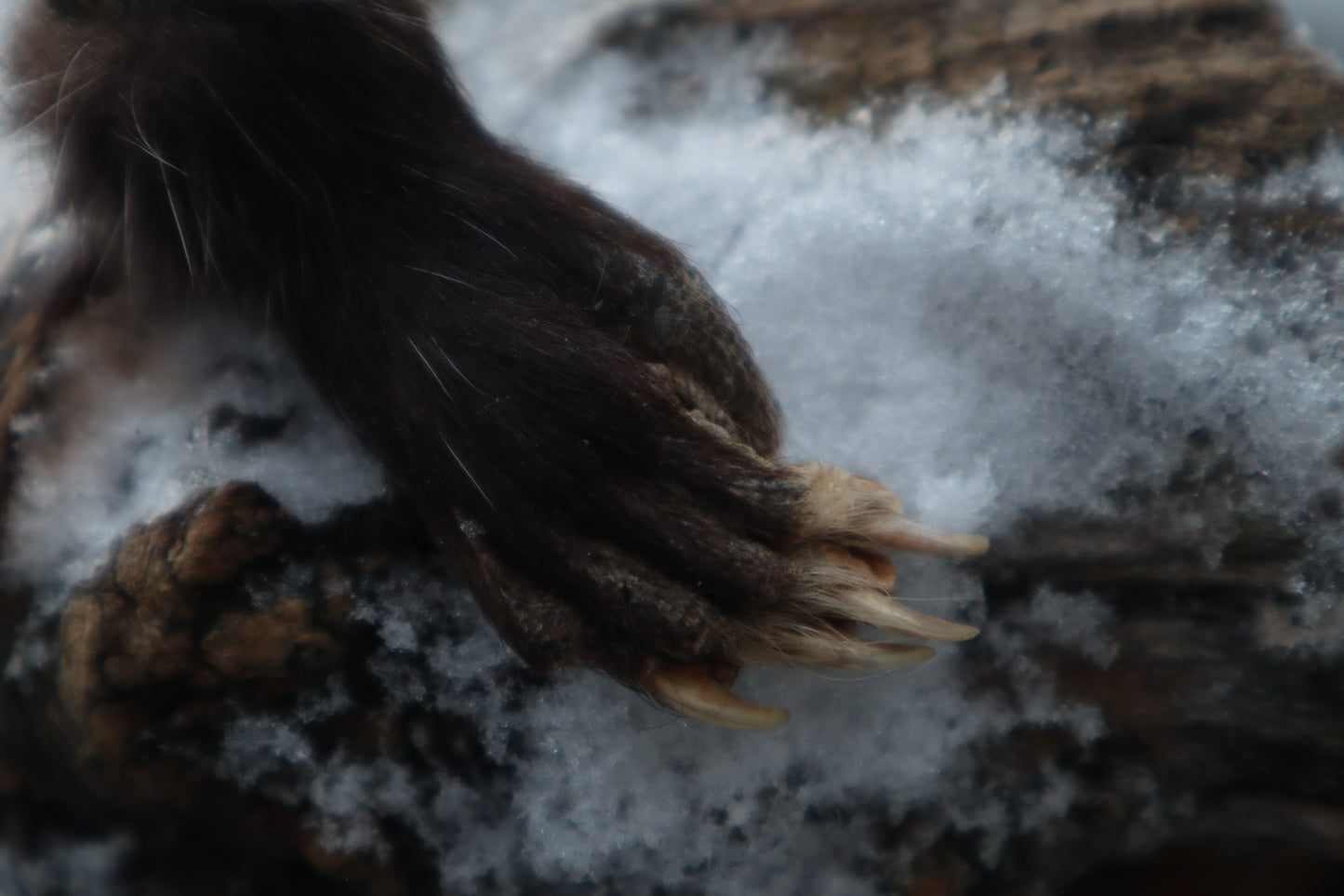 Opossum Paw Acorn Keychain