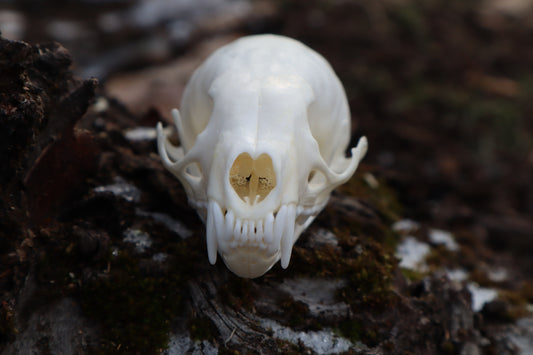 Pine Marten Skull