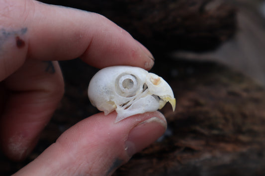 Parakeet Skull with Sclerotic Rings