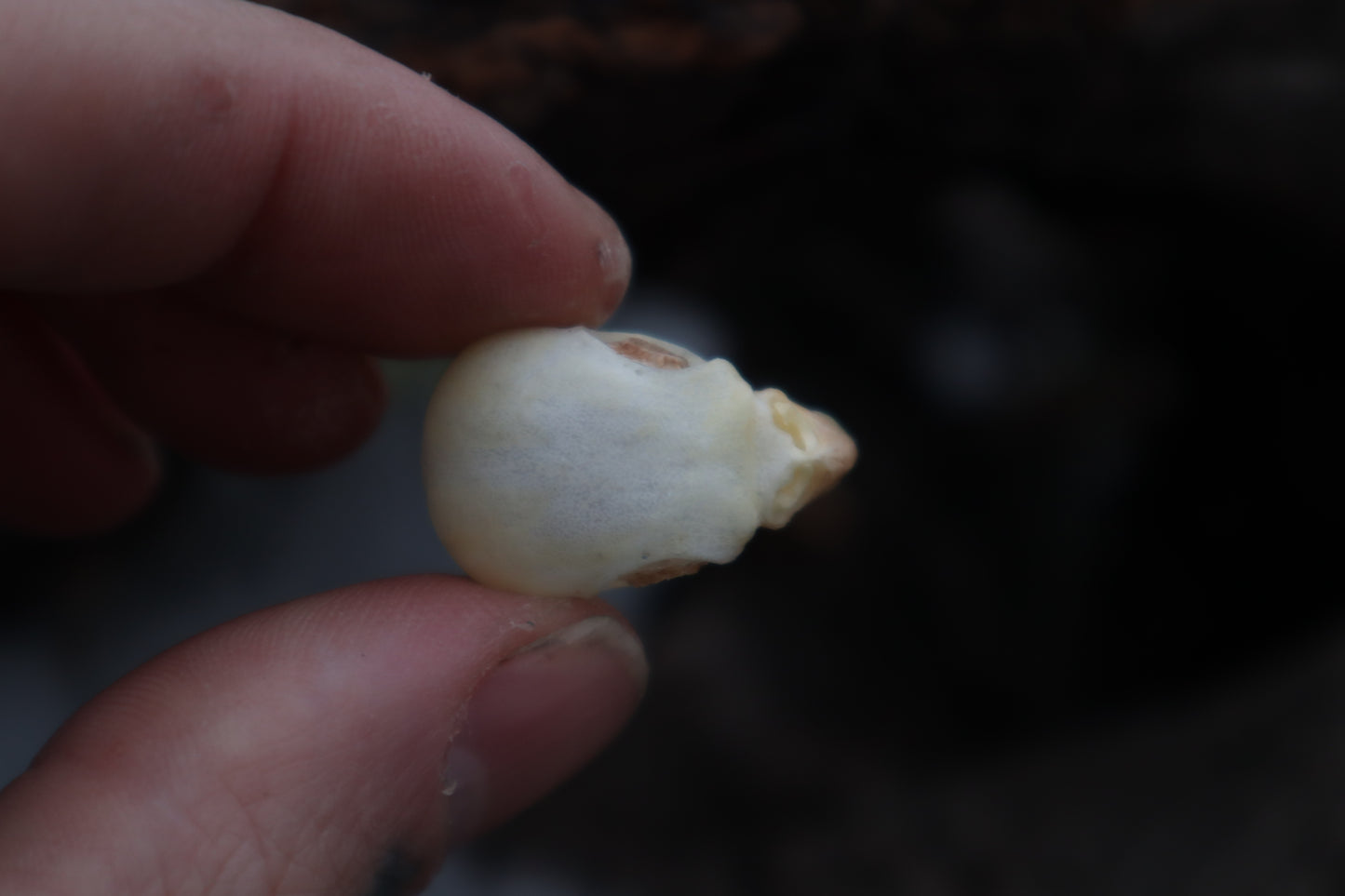 Parakeet Skull with Sclerotic Rings