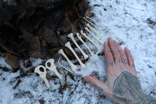 Juvenile Raccoon Bone Lot