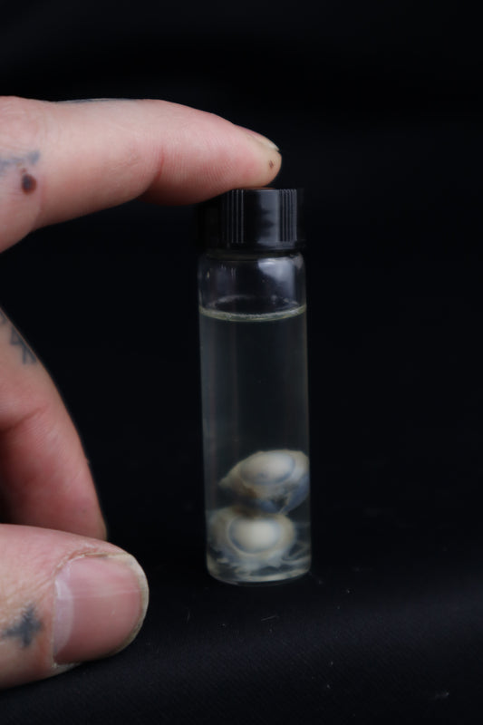 Stillborn Kitten Eyes Wet Specimen