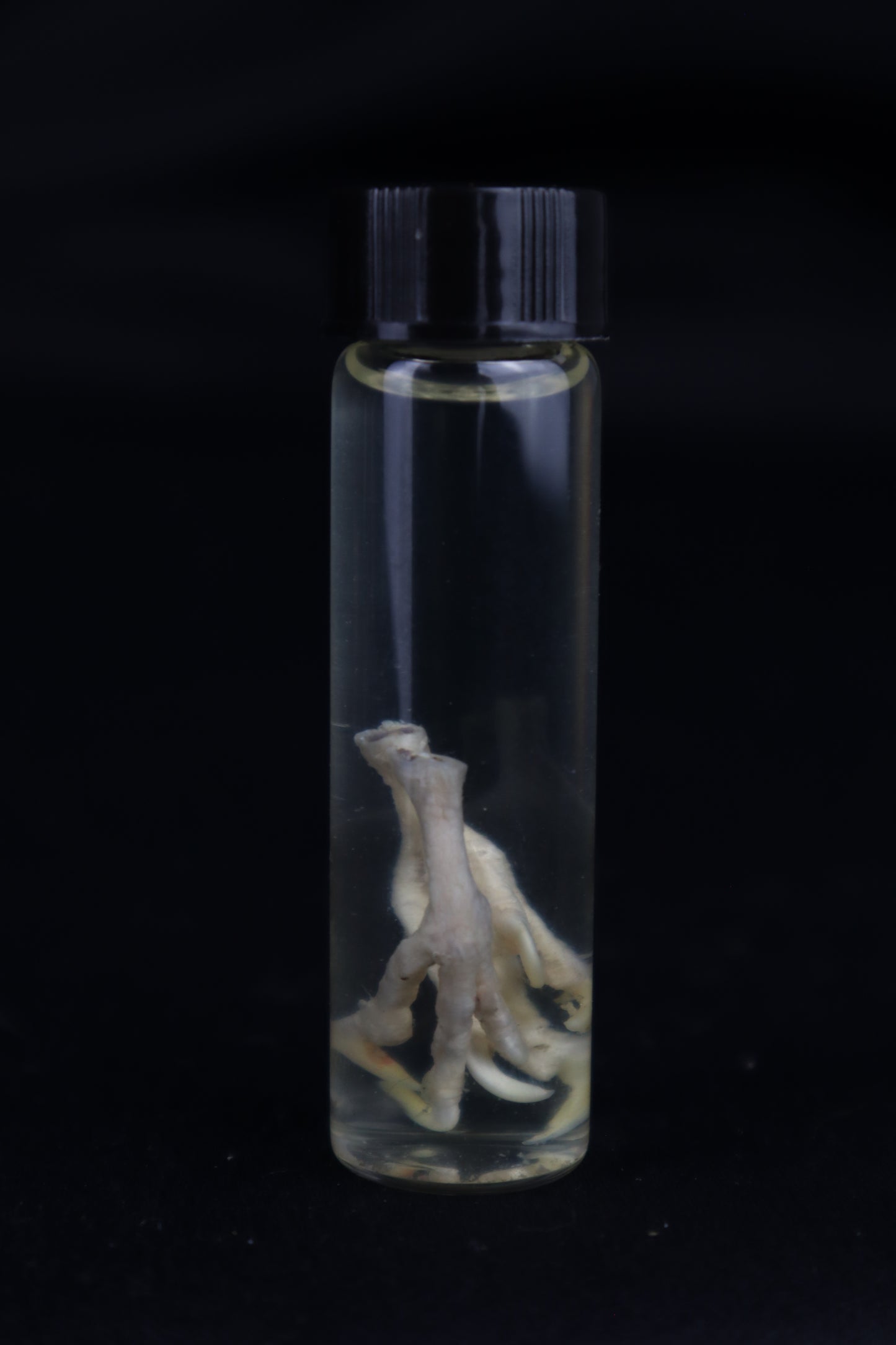 Parakeet Feet Wet Specimen
