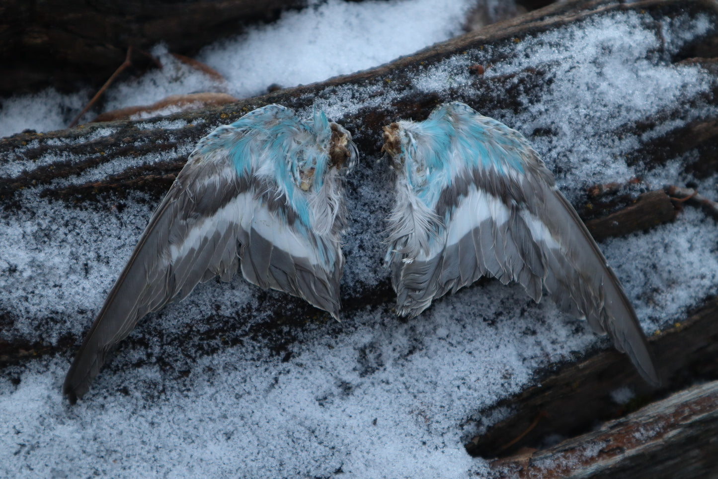 Dry Preserved Parakeet Wings