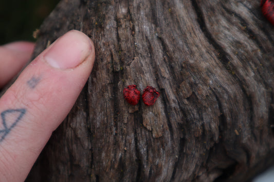 Dry Preserved Mouse Heart