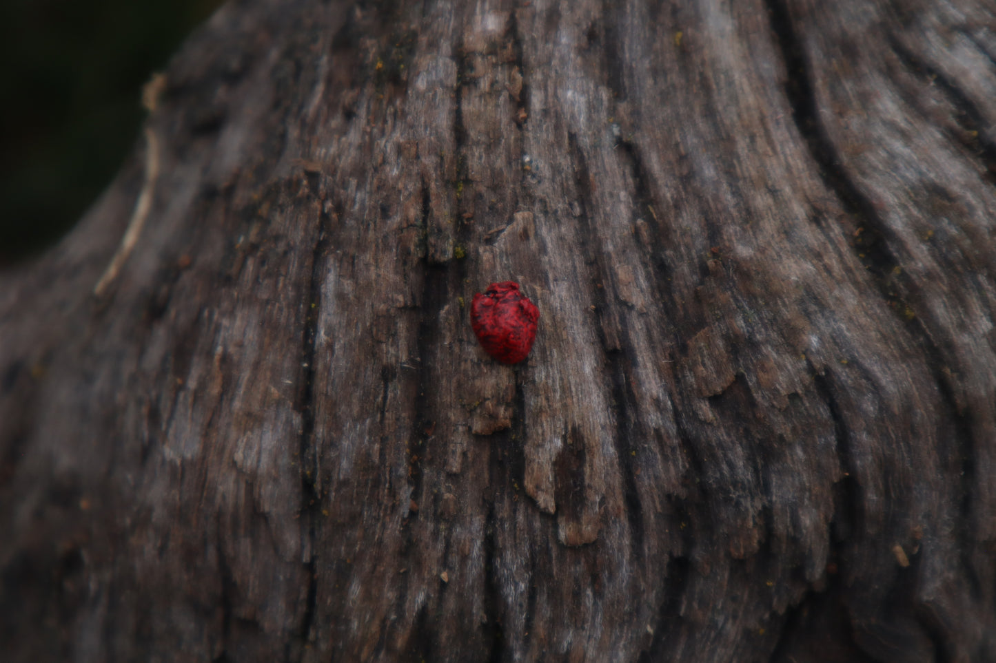 Dry Preserved Mouse Heart