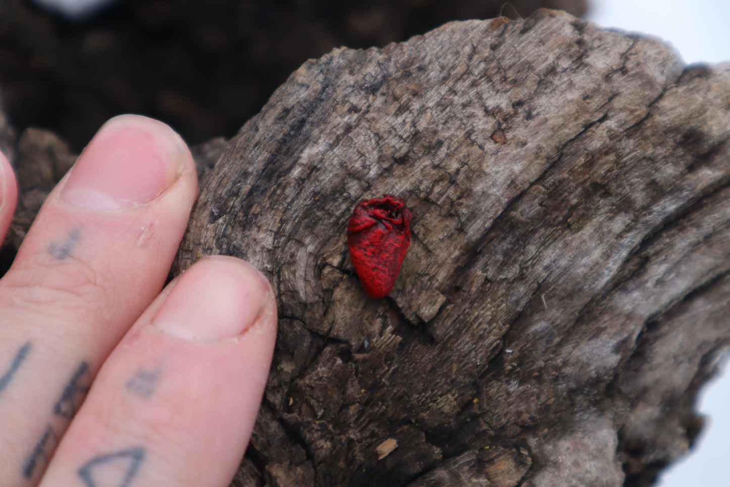 Dry Preserved Parakeet Heart