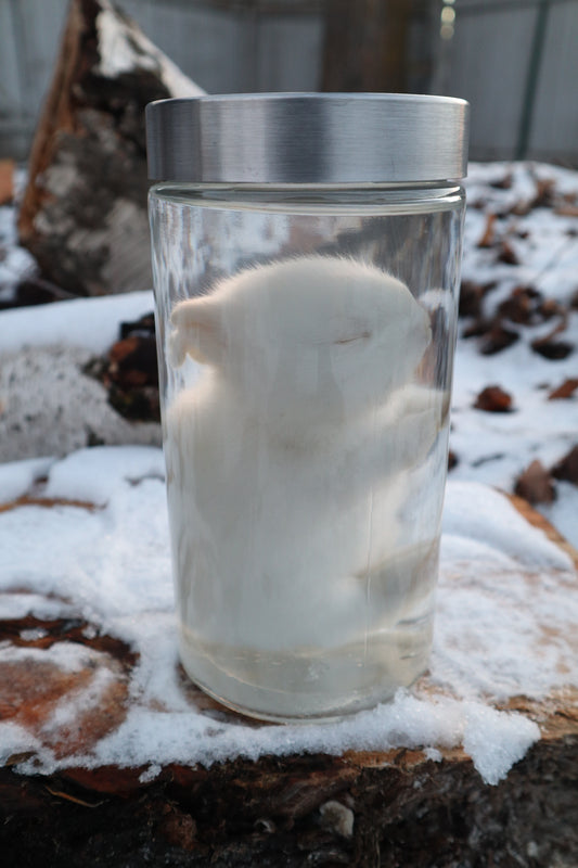 White Baby Rabbit Wet Specimen