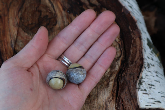 Dry Preserved Gray Wolf Eyeballs