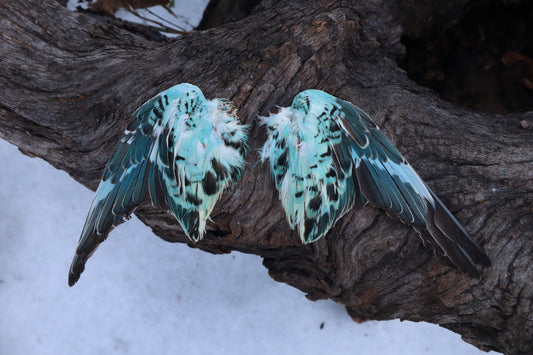 Dry Preserved Parakeet Wings