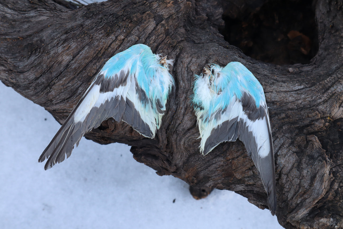 Dry Preserved Parakeet Wings