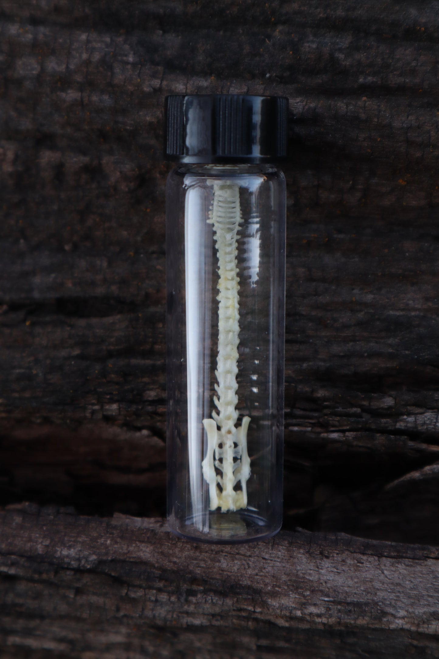 Mouse Spinal Column Articulation
