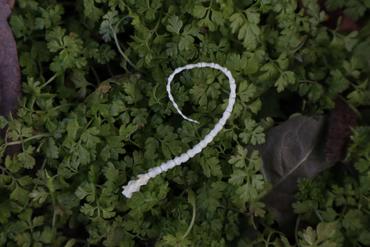 Mouse Tail Articulation