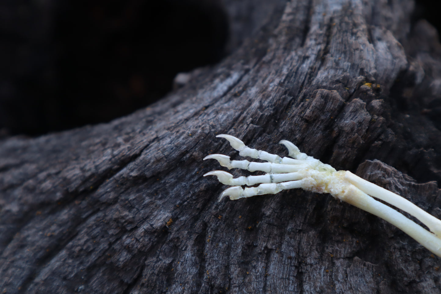 Stillborn Kitten Arm Articulation