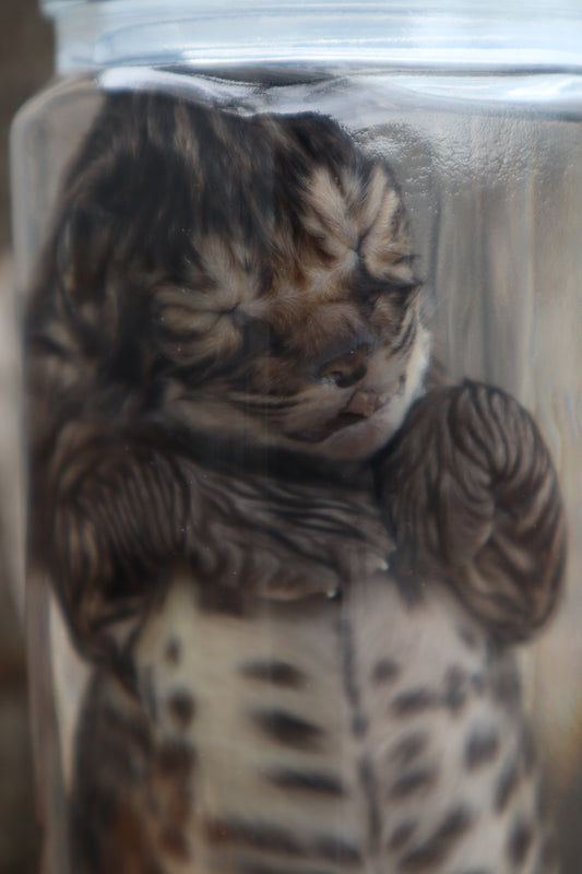 Fetal Bobcat Wet Specimen