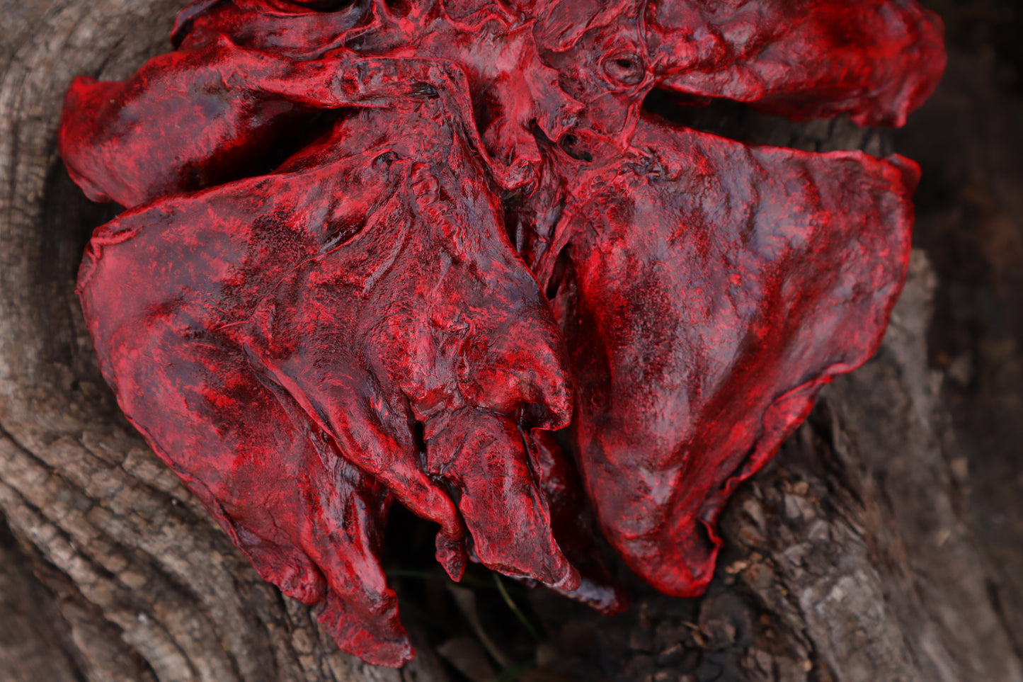 Dry Preserved Northern Rocky Mountain Timber Wolf Lungs