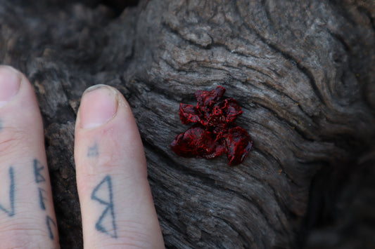 Dry Preserved Stillborn Kitten Lungs