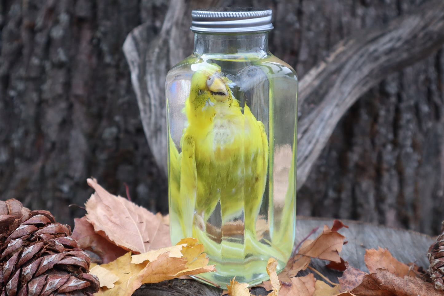 Parakeet Wet Specimen