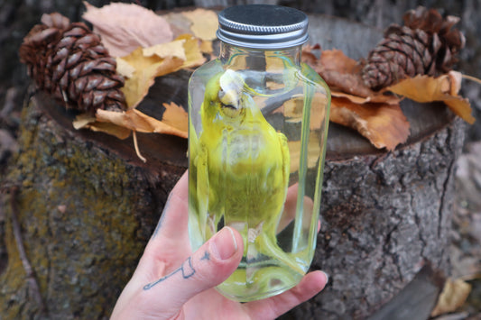 Parakeet Wet Specimen