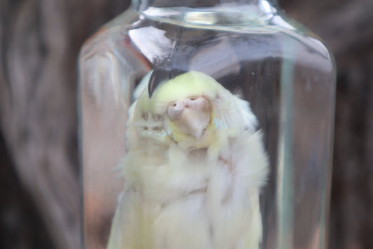 Parakeet Wet Specimen