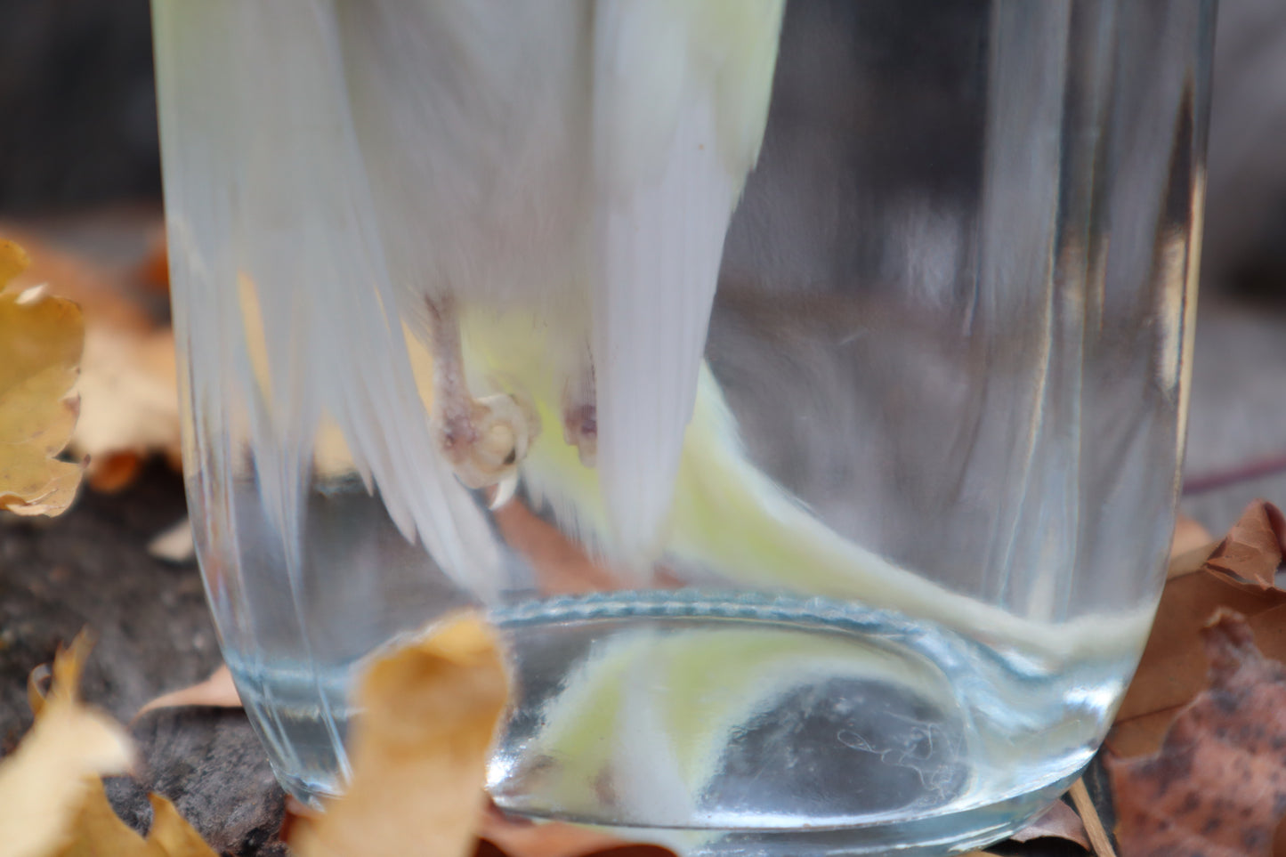 Parakeet Wet Specimen