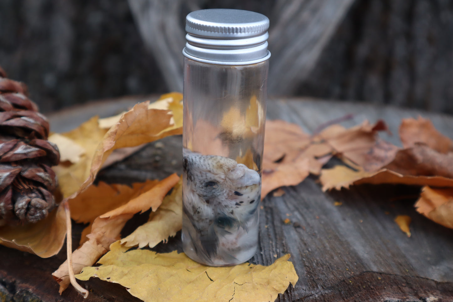 Parakeet Head Wet Specimen