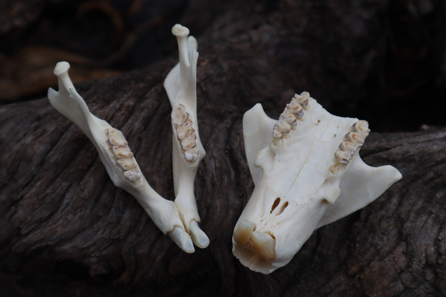 Craft Groundhog Skull