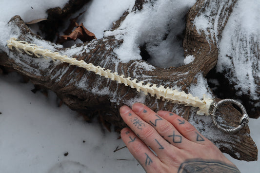 Pine Marten Spinal Column Articulation