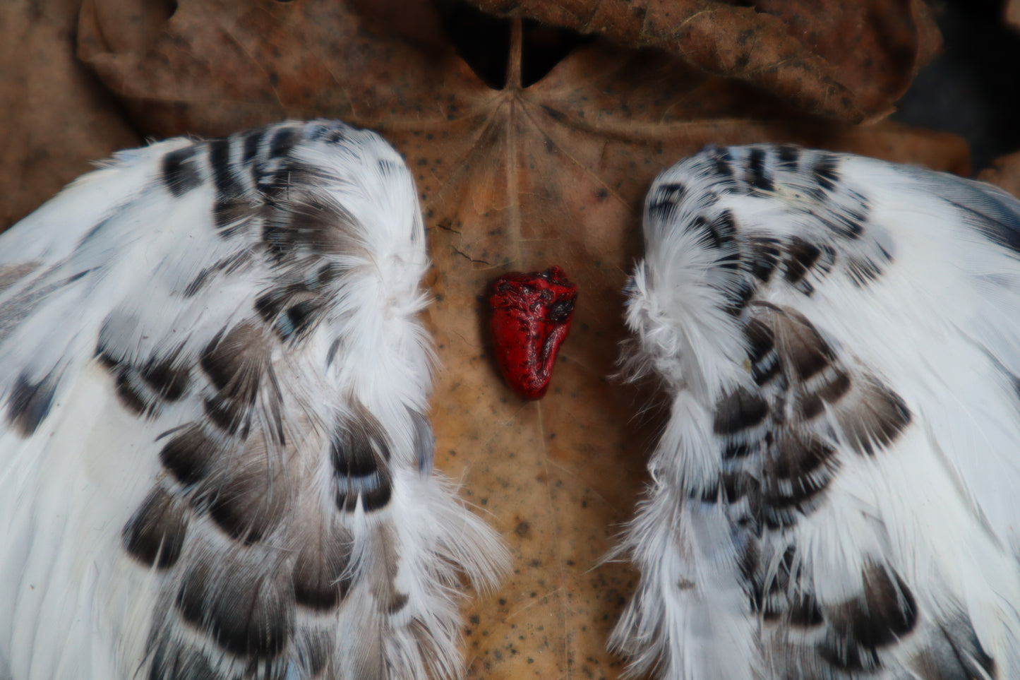 Dry Preserved Parakeet Heart