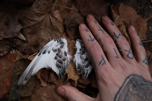 Dry Preserved Parakeet Wings