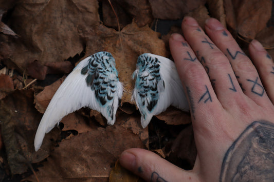 Dry Preserved Parakeet Wings