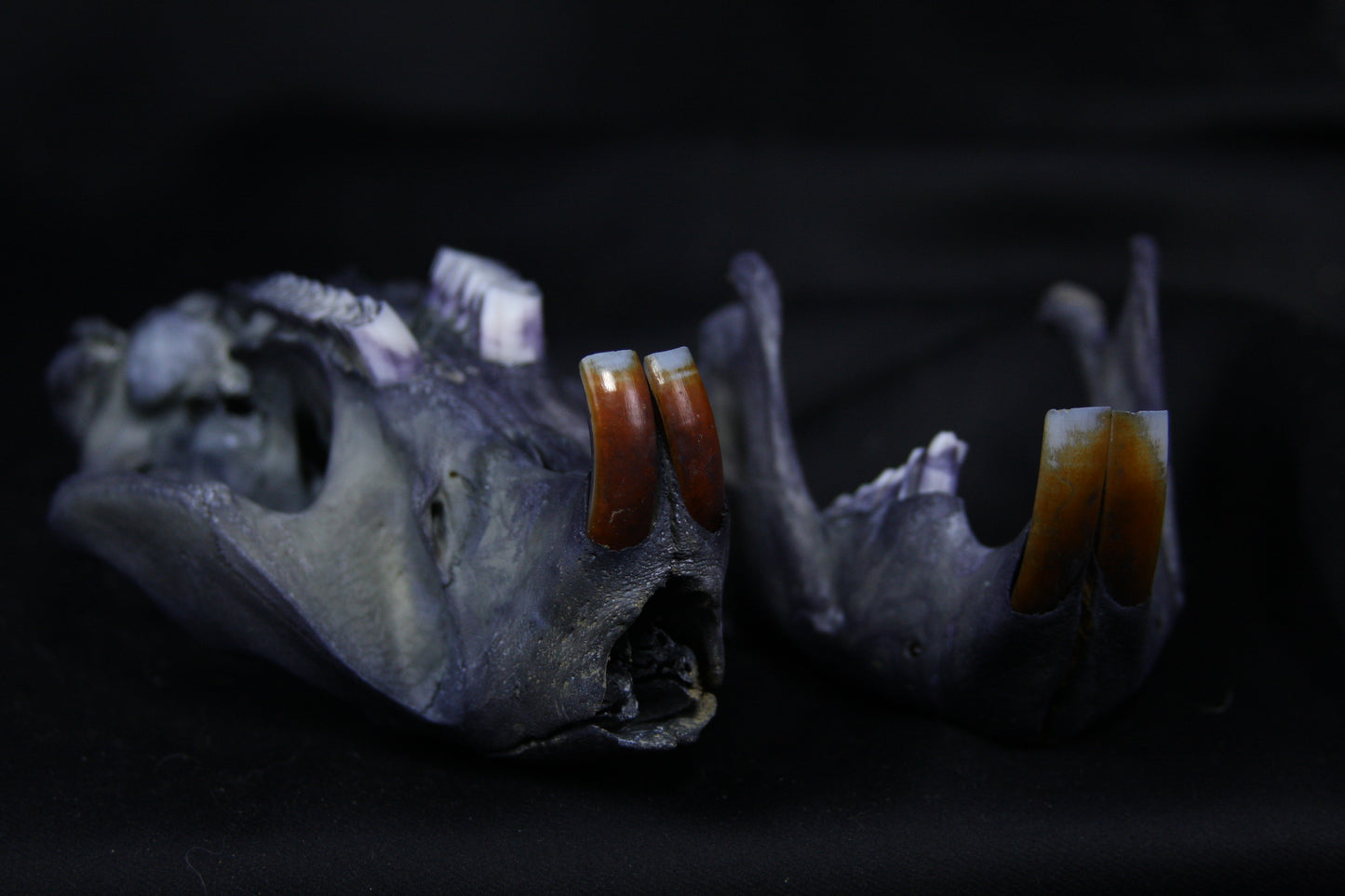Harmony Stained Beaver Skull