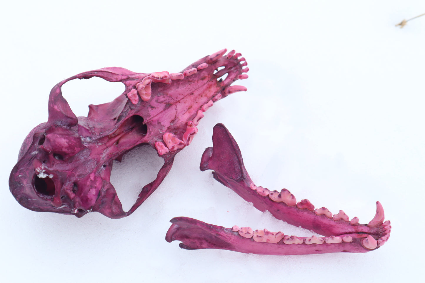 Naturally Stained Red Fox Skull