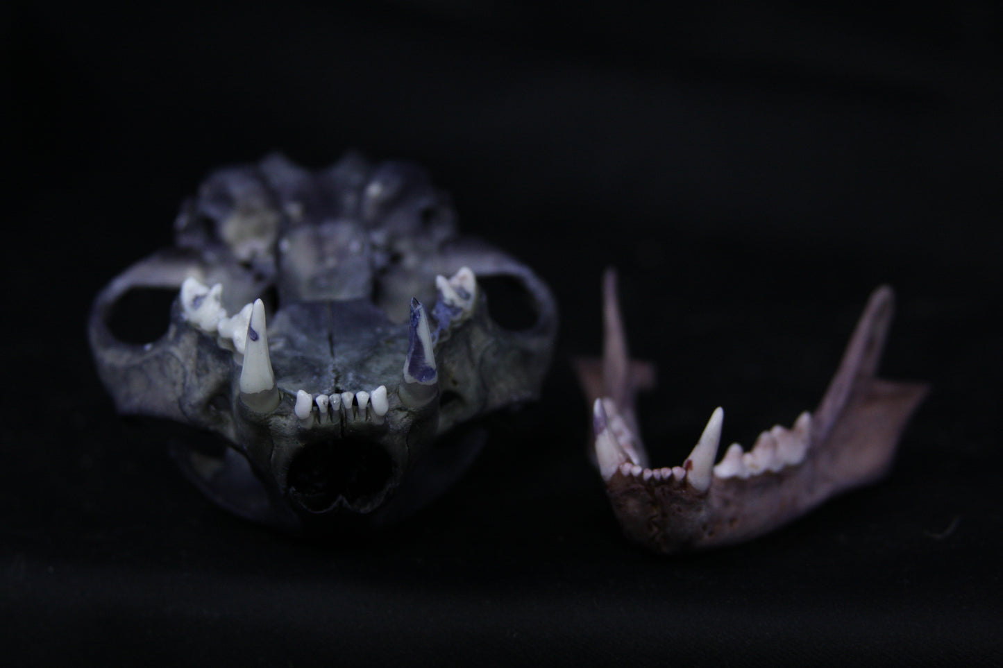 Vitality Stained Bobcat Skull