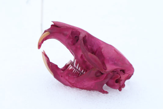 Naturally Stained Muskrat Skull