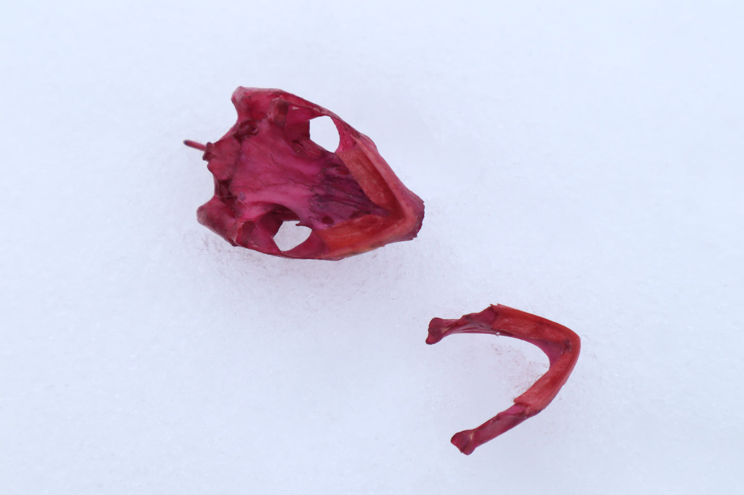 Naturally Stained Red Eared Slider Turtle Skull