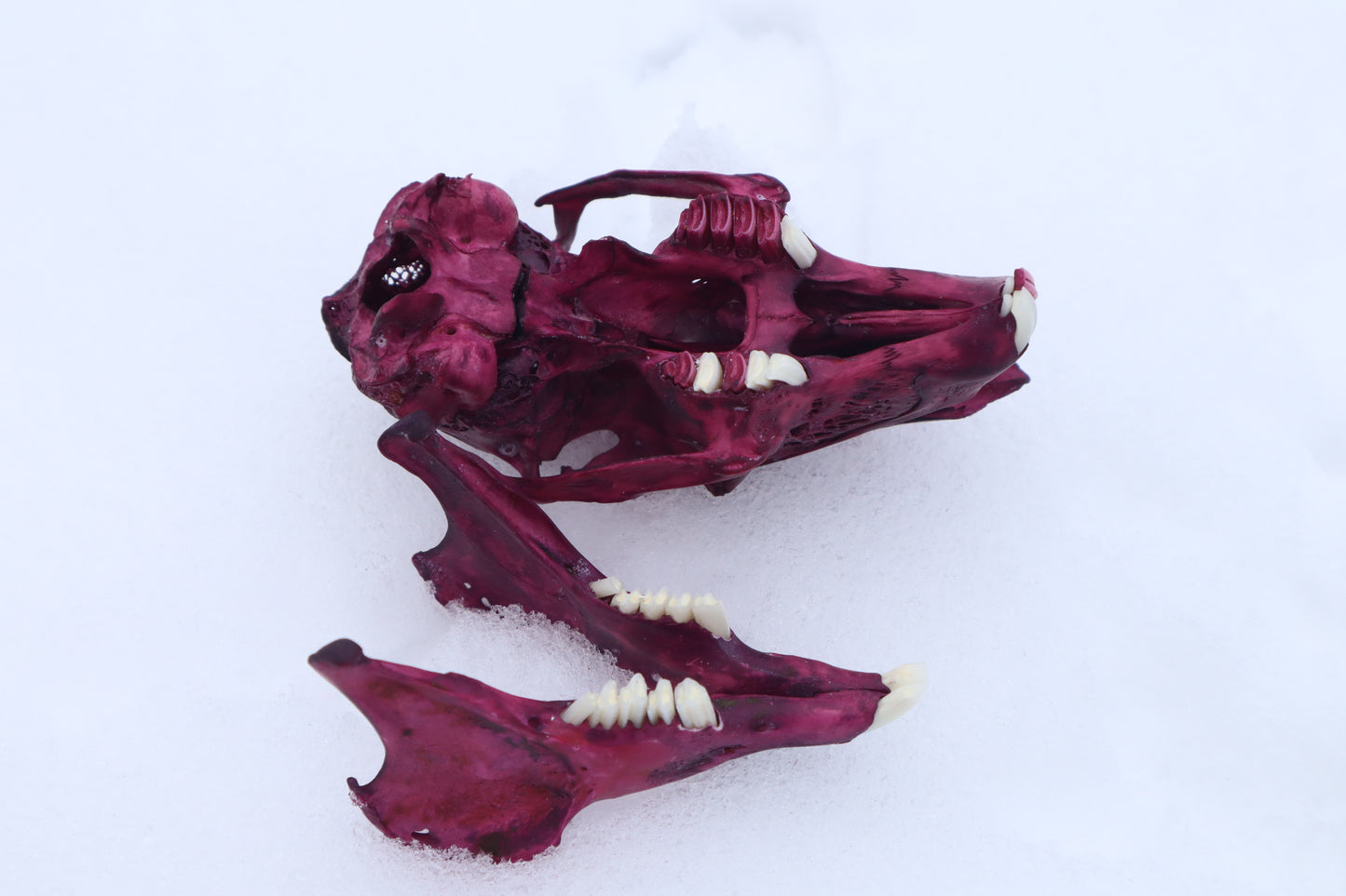 Naturally Stained Jack Rabbit Skull