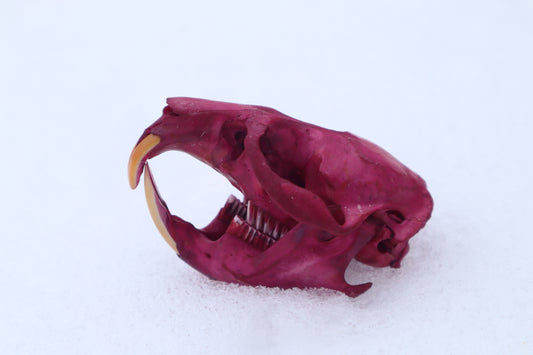 Naturally Stained Muskrat Skull