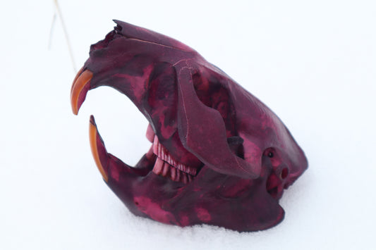 Naturally Stained Beaver Skull