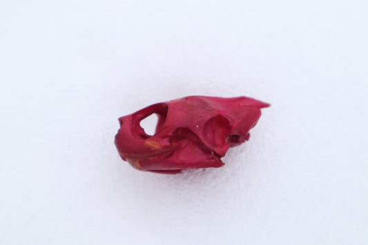 Naturally Stained Red Eared Slider Turtle Skull