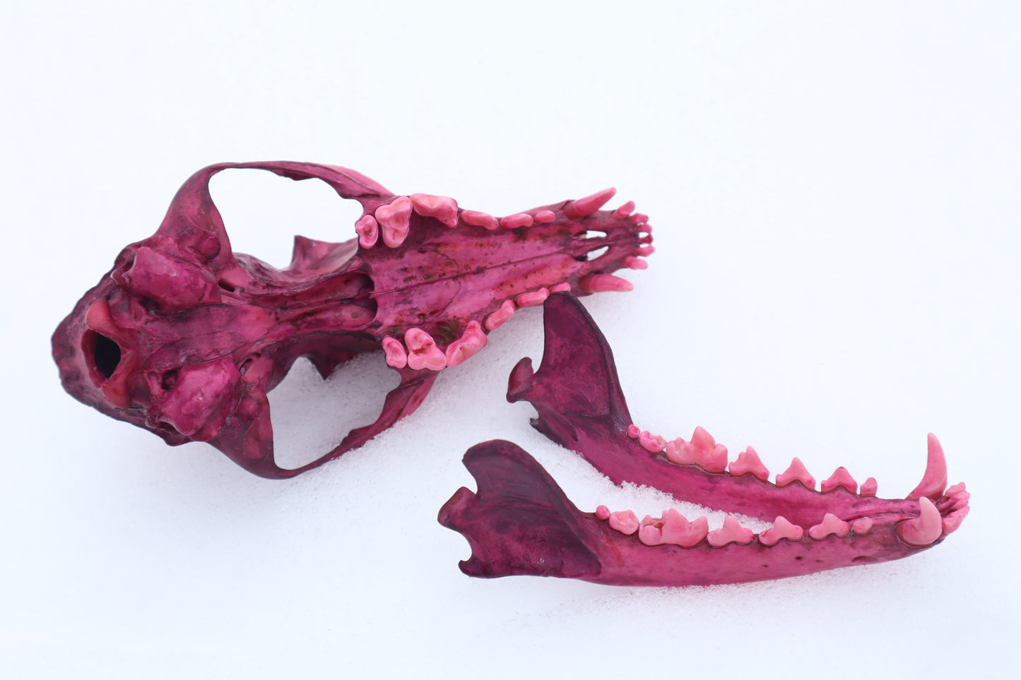 Naturally Stained Red Fox Skull