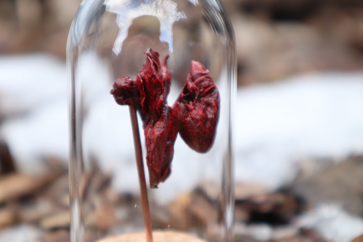 Dry Preserved Kitten Heart and Lungs