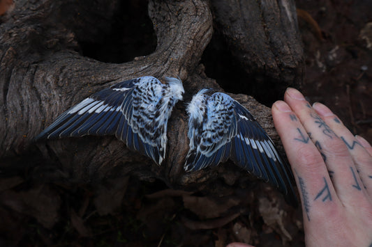 Dry Preserved Parakeet Wings