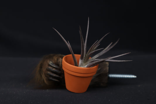 Porcupine Hand Planter with Tillandsia Jonesii