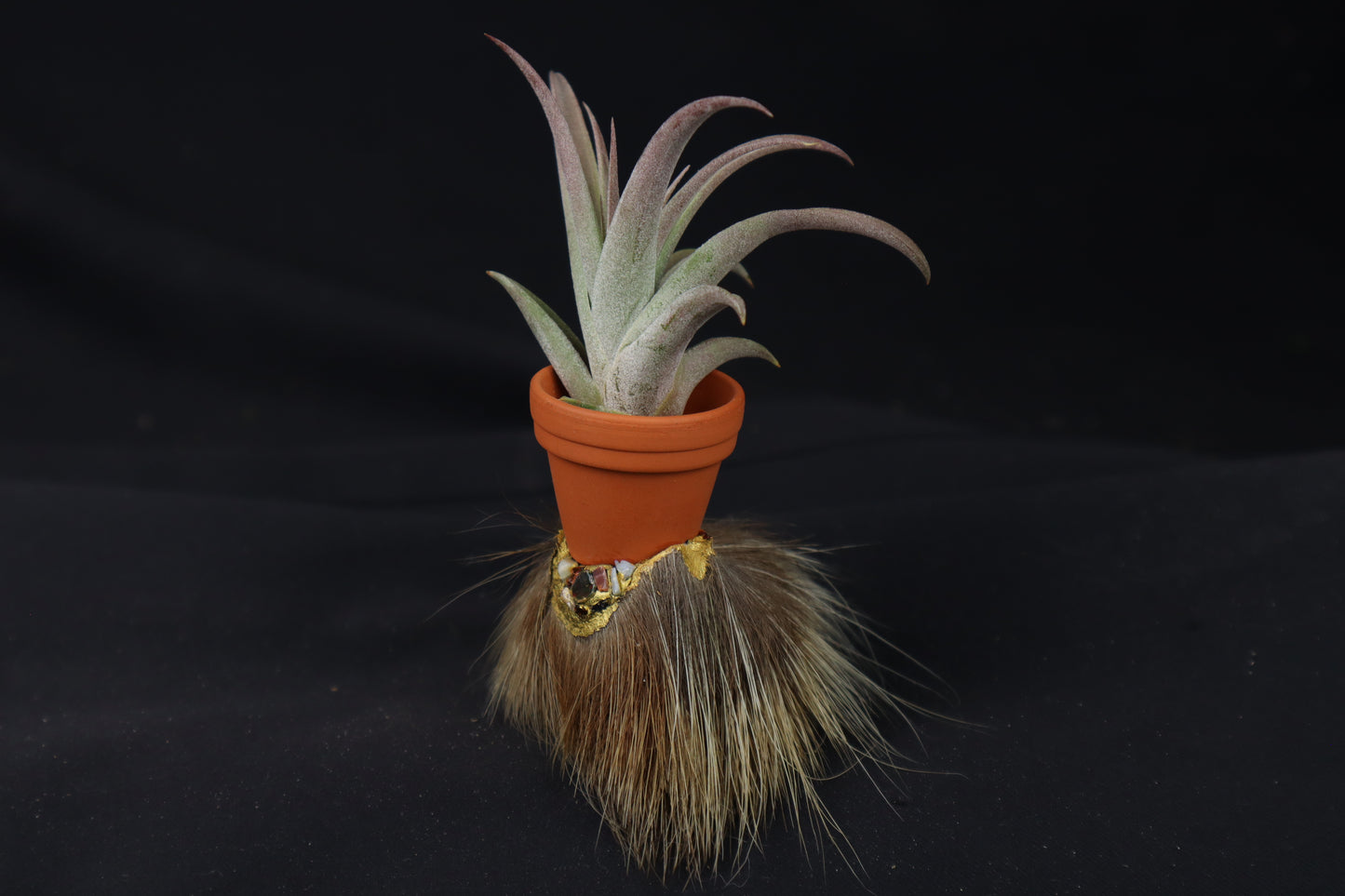 Porcupine Foot Planter with Tillandsia Capitata Peach