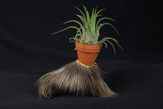 Porcupine Foot Planter with Purple Ionantha
