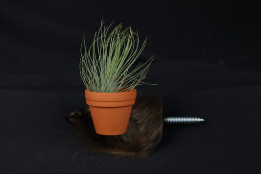 Porcupine Hand Planter with Tillandsia Andreana