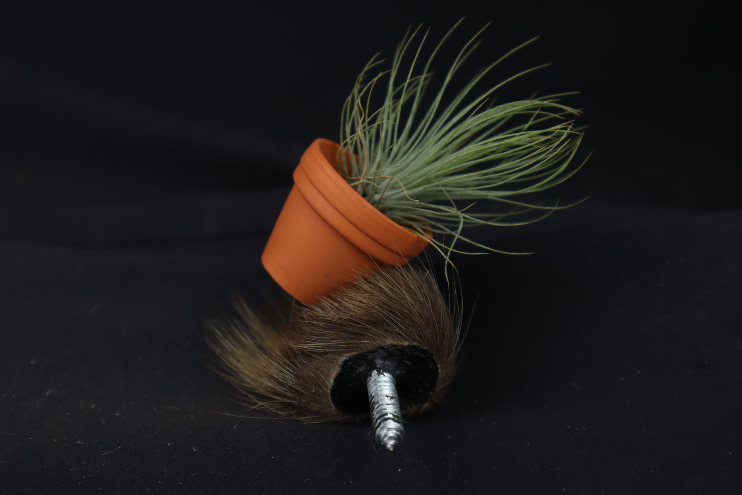 Porcupine Hand Planter with Tillandsia Andreana