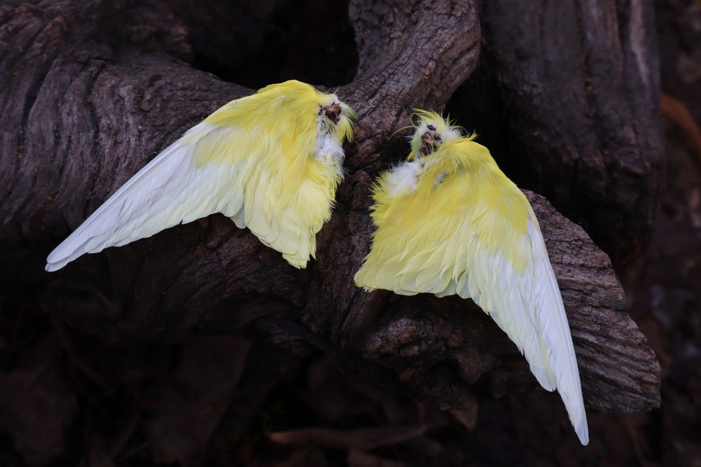 Dry Preserved Parakeet Wings