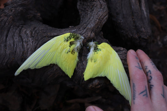 Dry Preserved Parakeet Wings